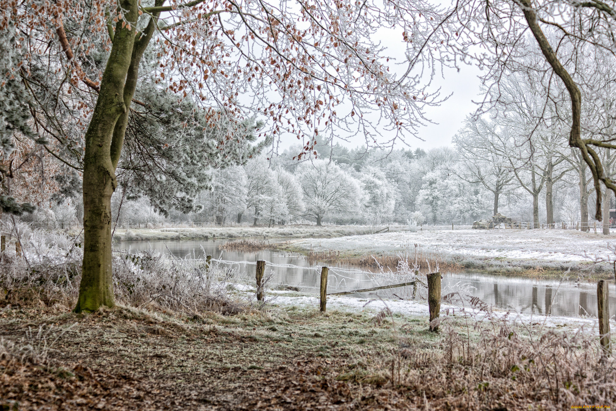 природа, реки, озера, лес, река