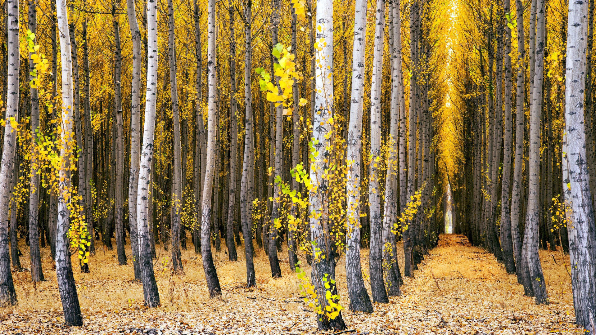 природа, лес, роща, березы, осень