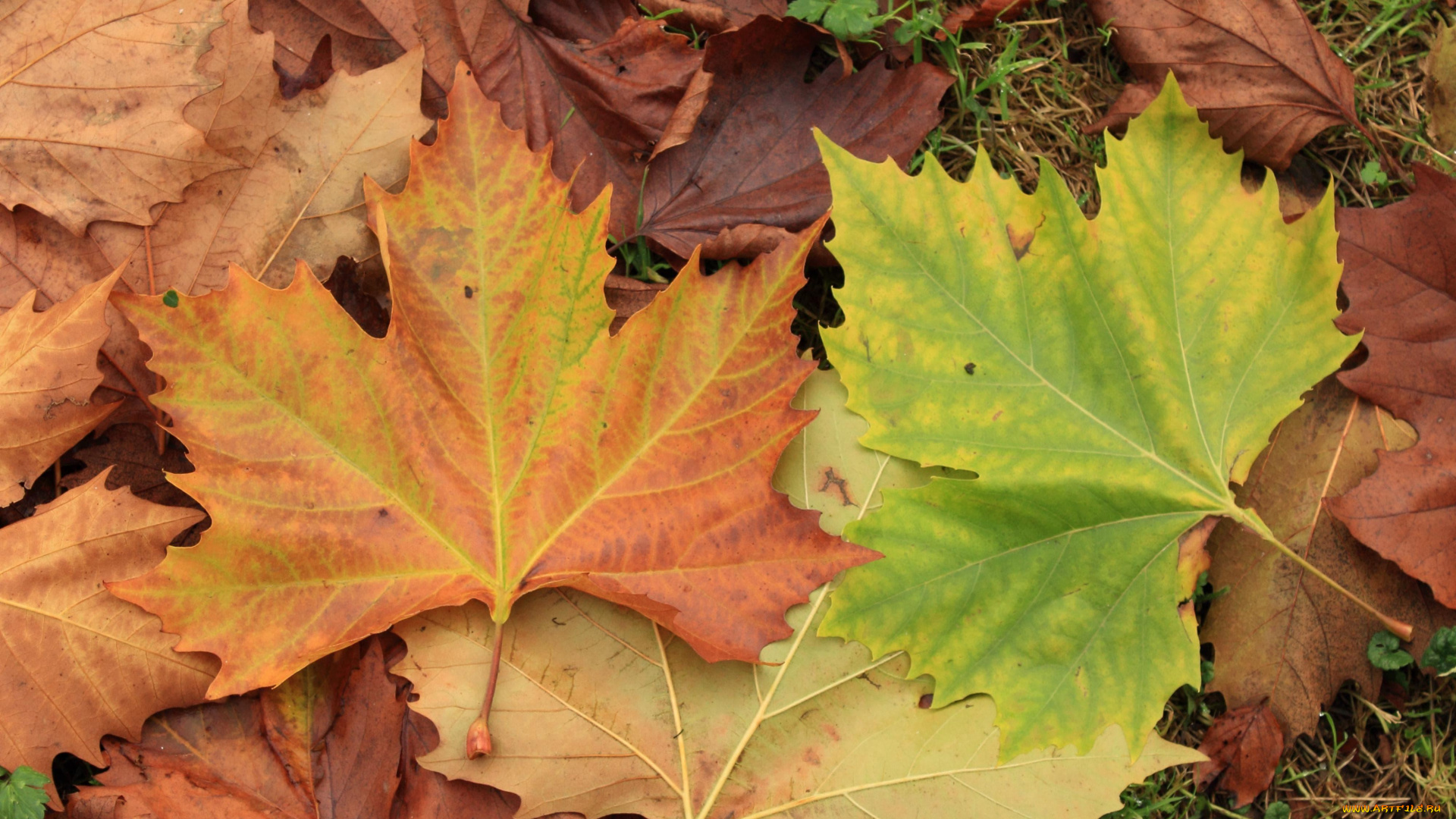 природа, листья, трава, осень, листопад, кленовые
