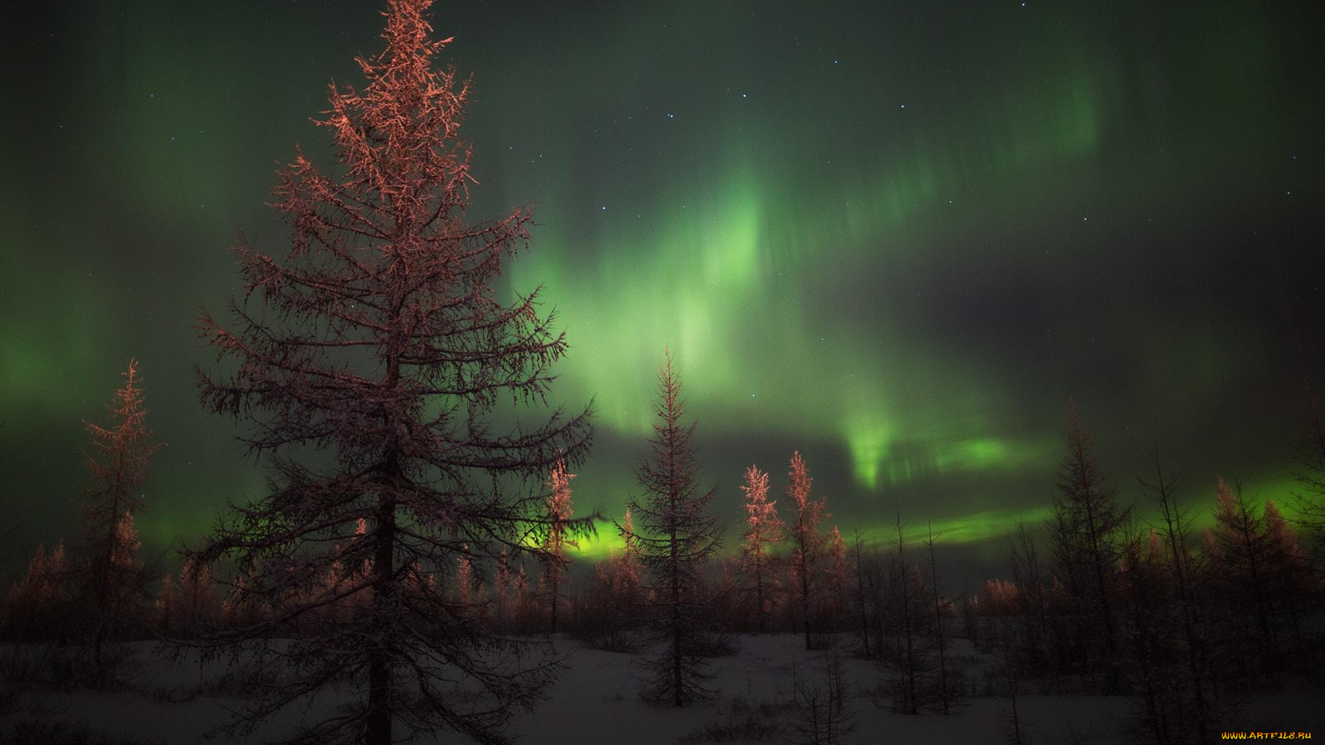 природа, северное, сияние, деревья, лес, снег, зима, небо, сияние