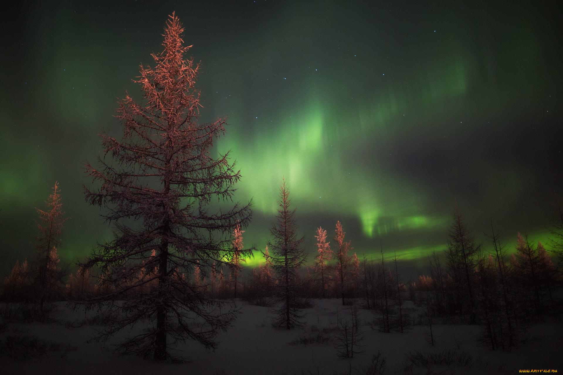 природа, северное, сияние, деревья, лес, снег, зима, небо, сияние