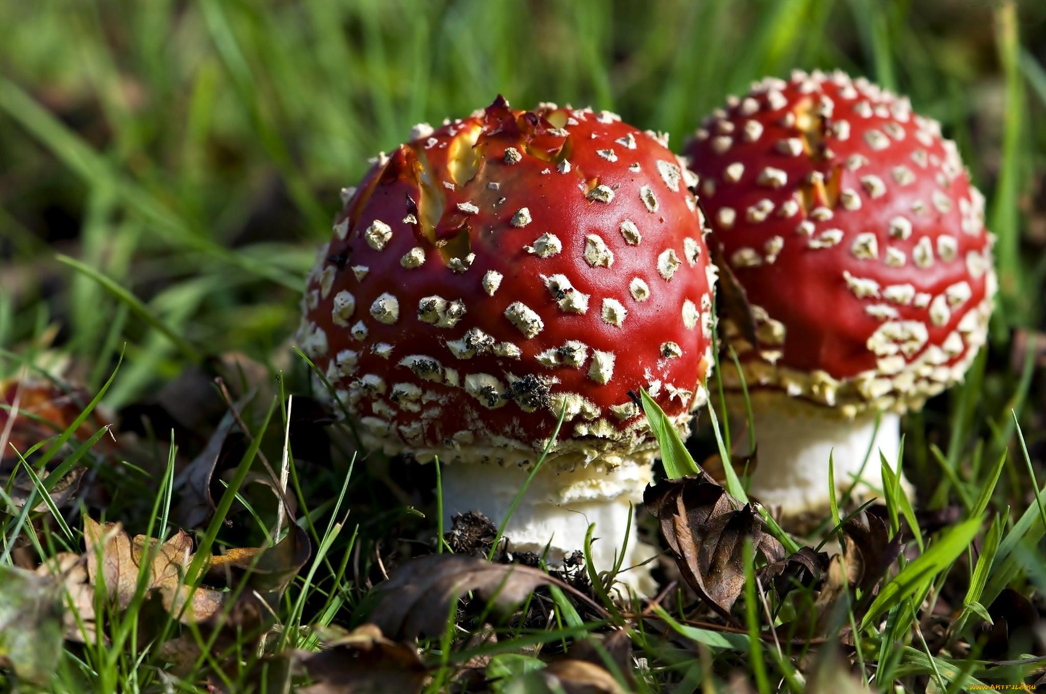 природа, грибы, дуэт