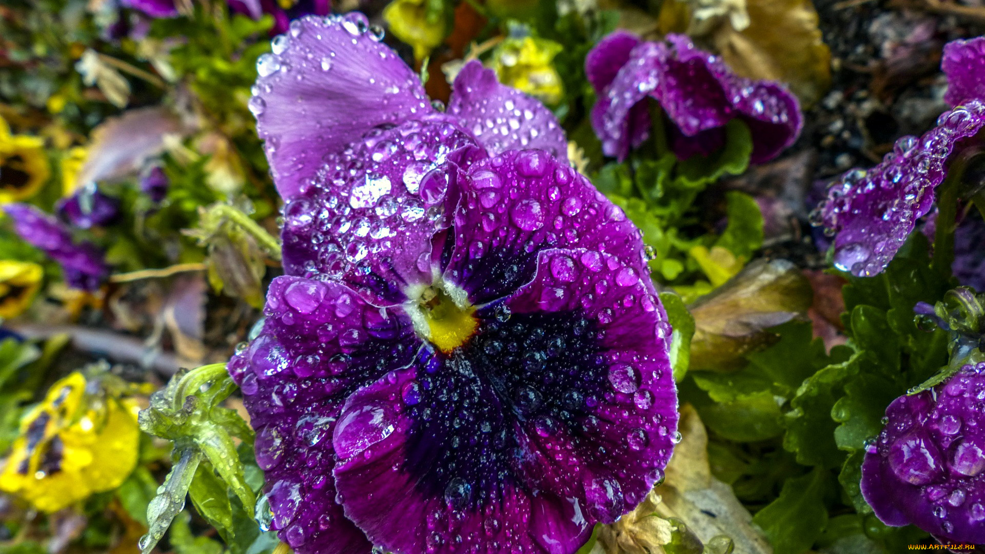 цветы, анютины, глазки, , садовые, фиалки, капли, макро