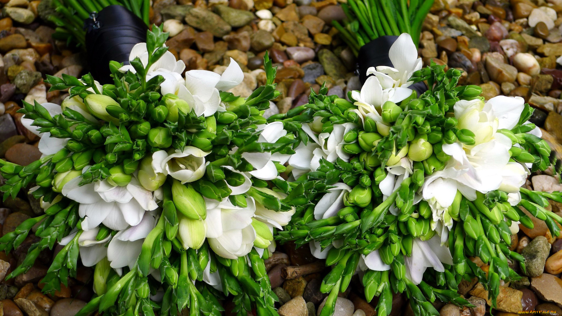 цветы, фрезия, букеты