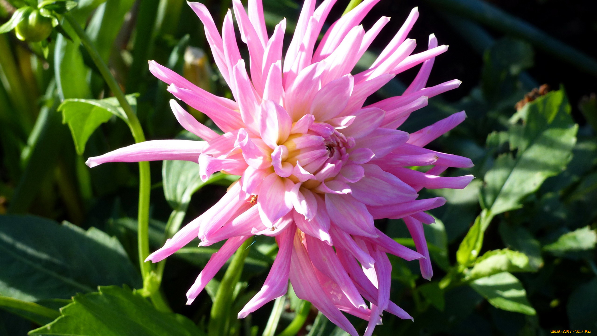 цветы, георгины, розовый