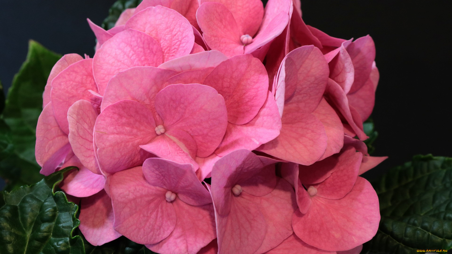 цветы, гортензия, розовый