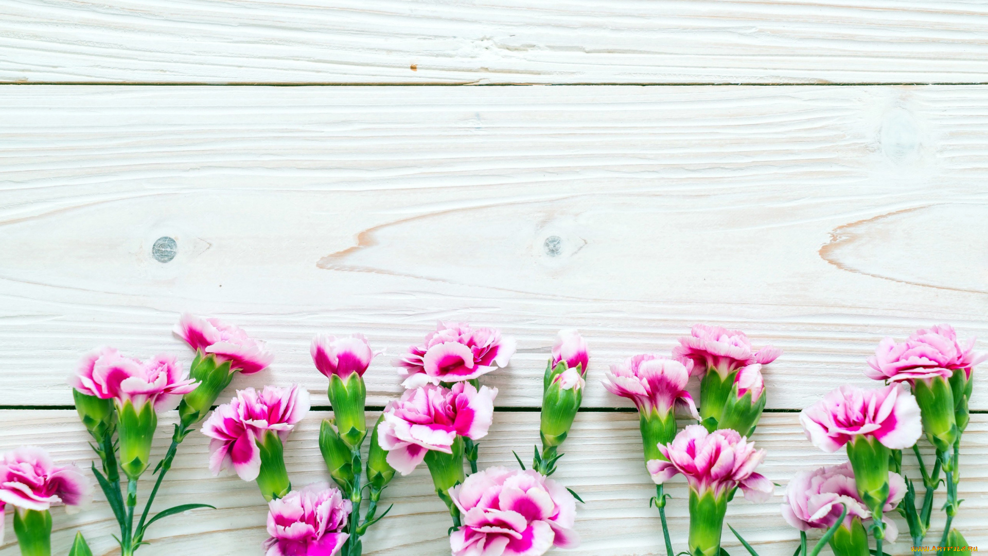 цветы, гвоздики, бутоны