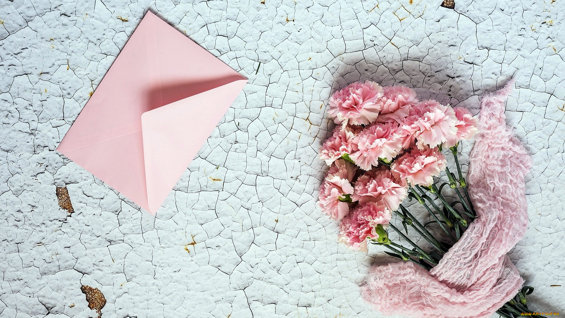 цветы, гвоздики, розовый