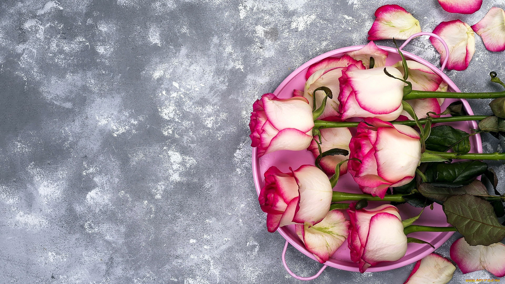 цветы, розы, бутоны