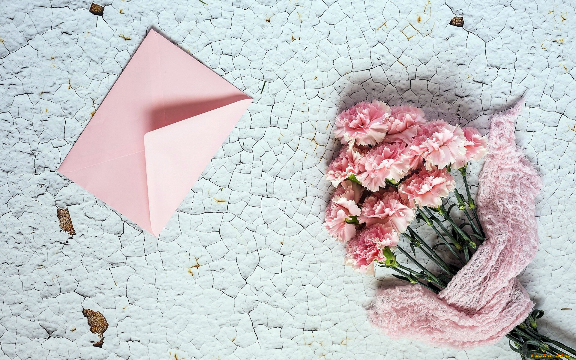 цветы, гвоздики, розовый