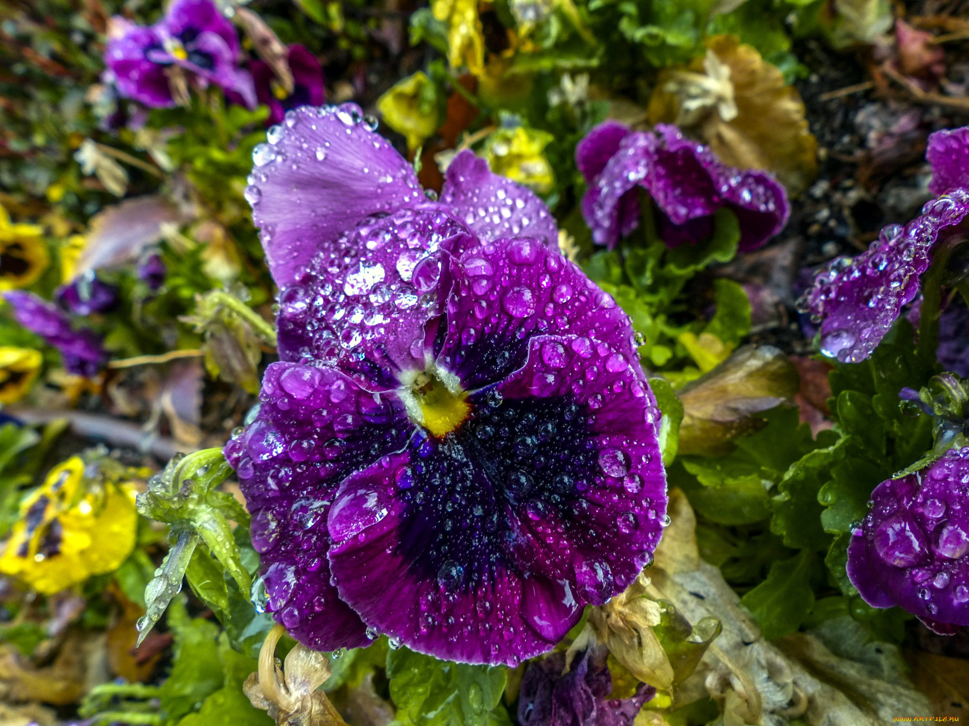 цветы, анютины, глазки, , садовые, фиалки, капли, макро