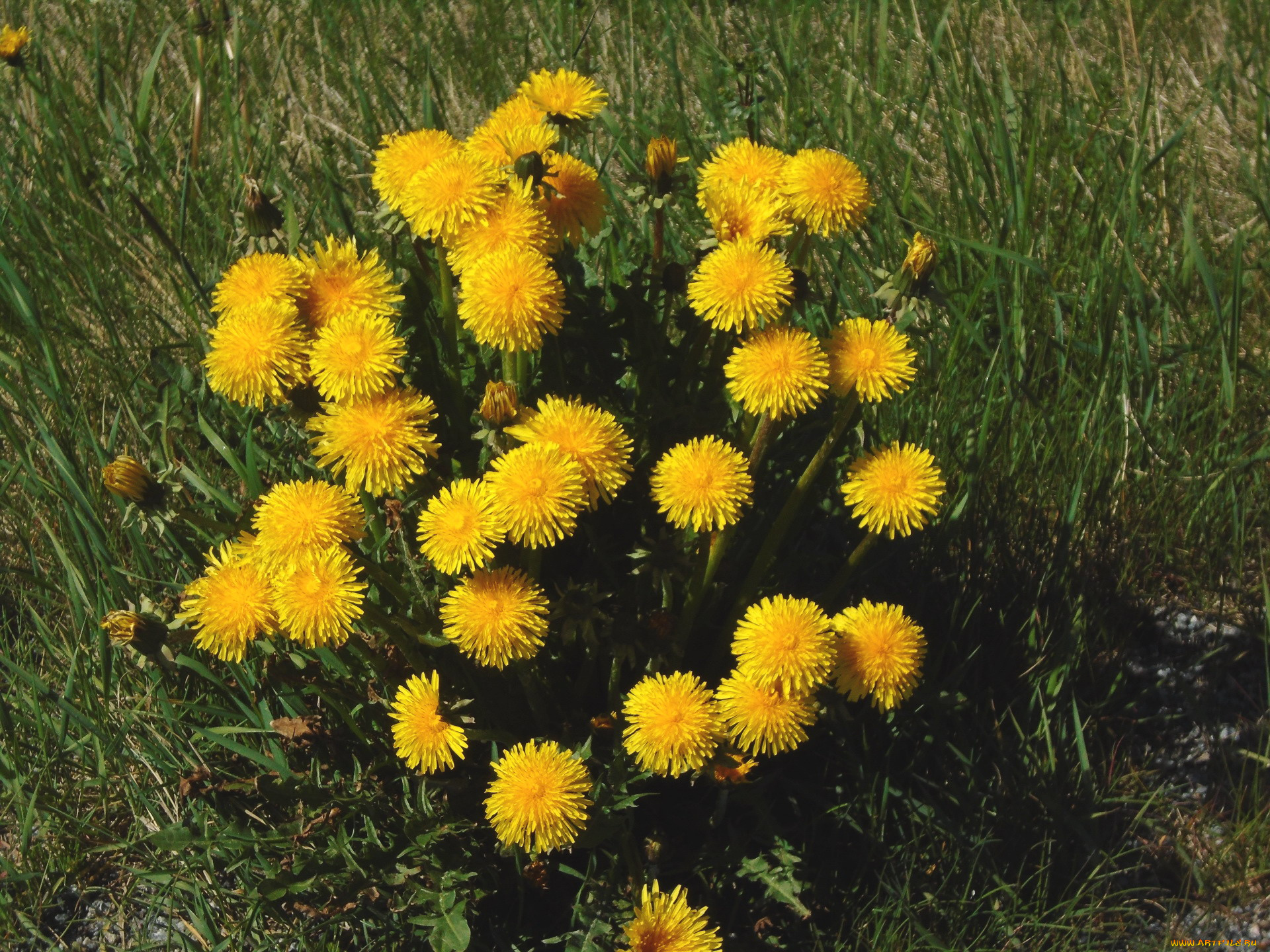 цветы, одуванчики, желтый