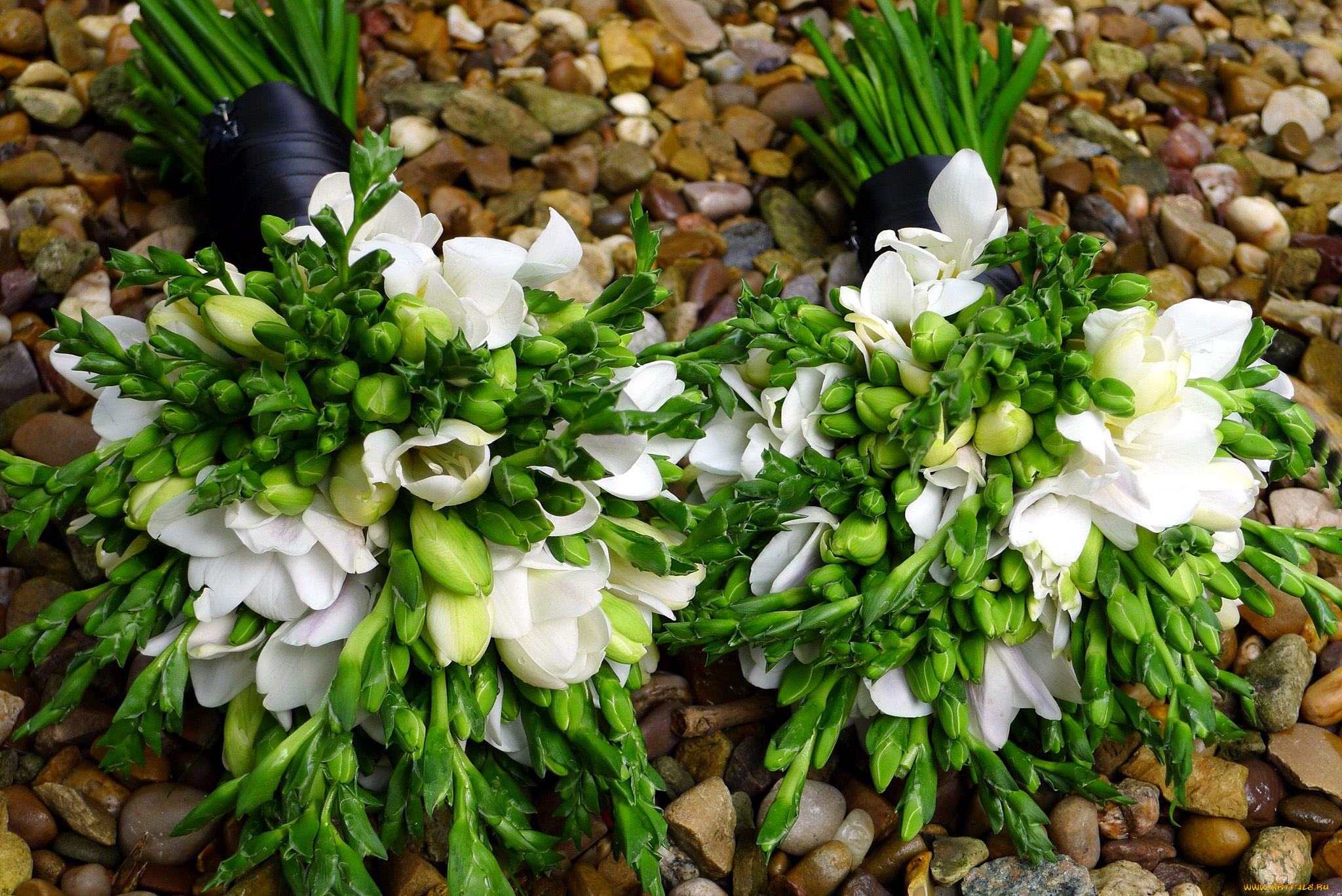 цветы, фрезия, букеты