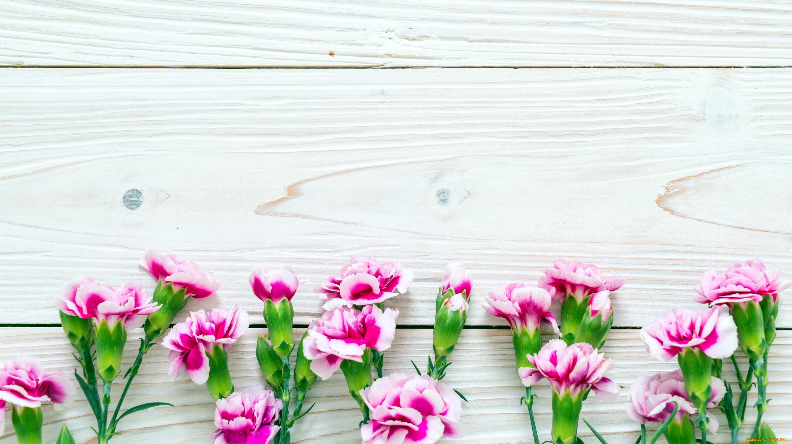 цветы, гвоздики, бутоны