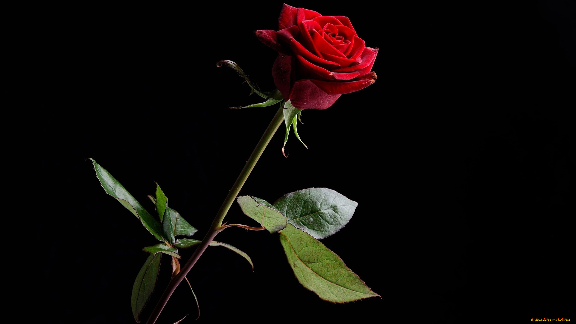 цветы, розы, алая, роза, бутон