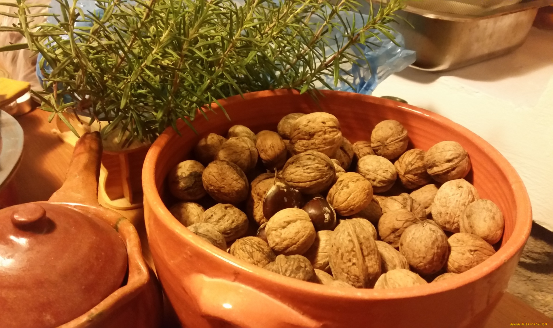 еда, орехи, , каштаны, , какао-бобы, розмарин, грецкие