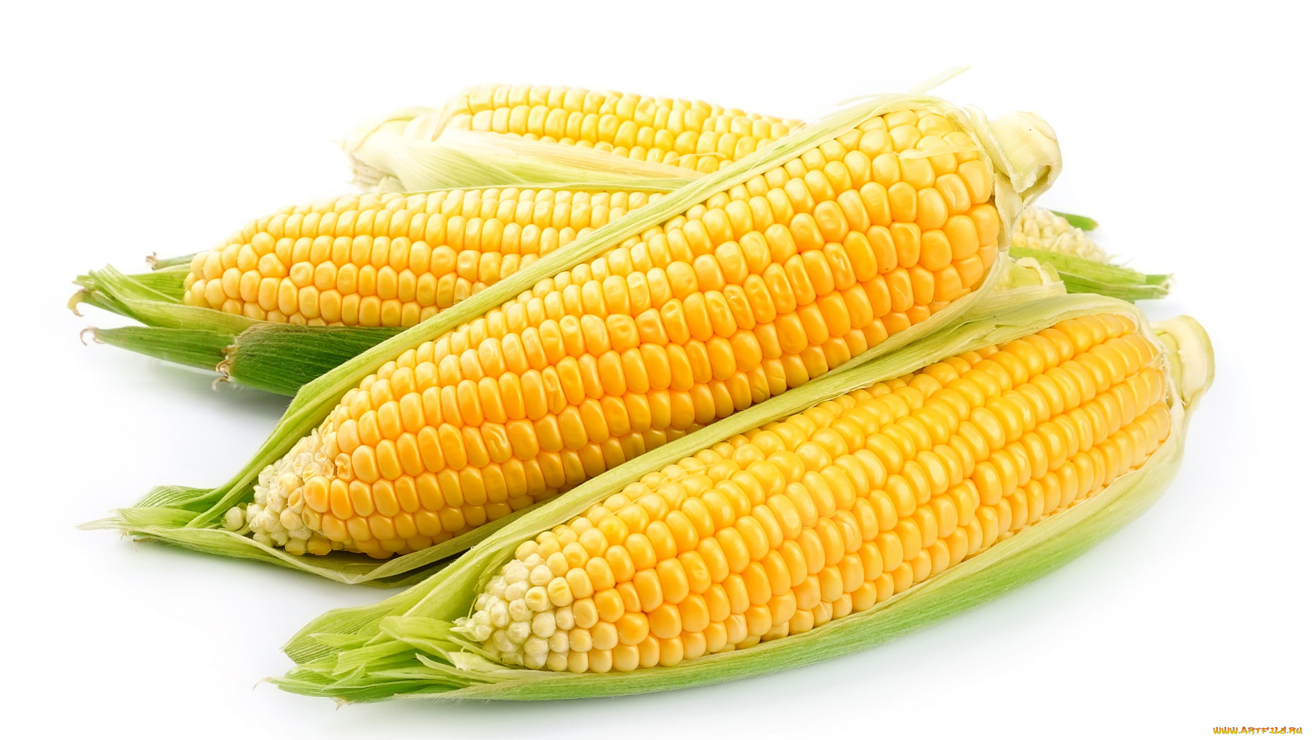 еда, кукуруза, спелая, початки
