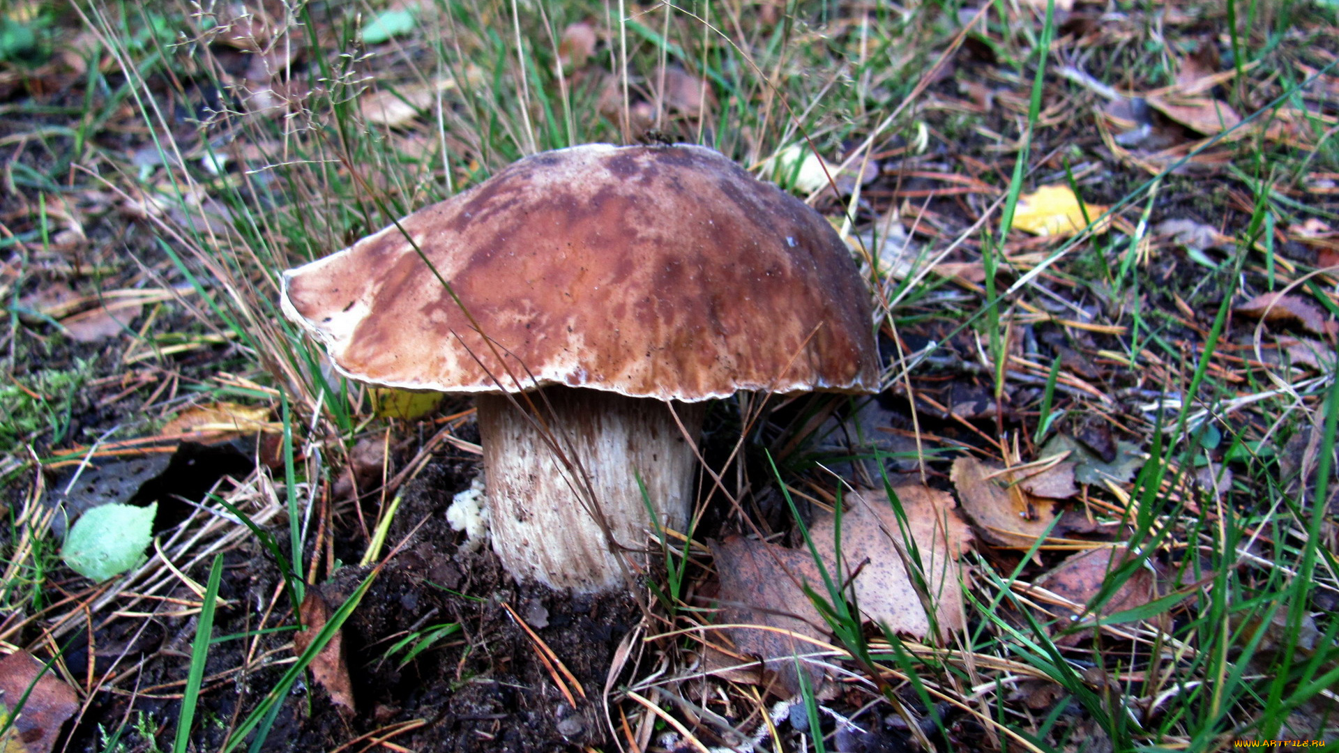 природа, грибы, боровик