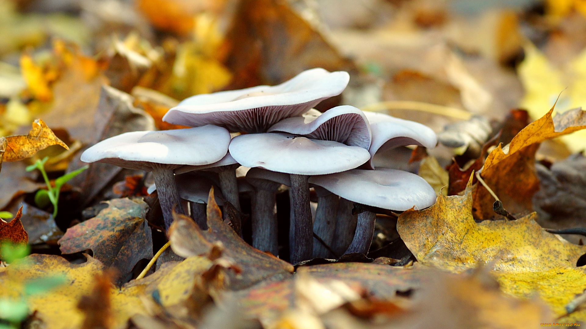 природа, грибы, грибная, семейка