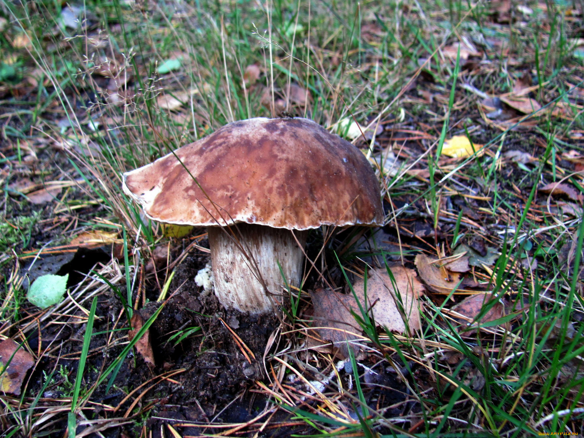 природа, грибы, боровик