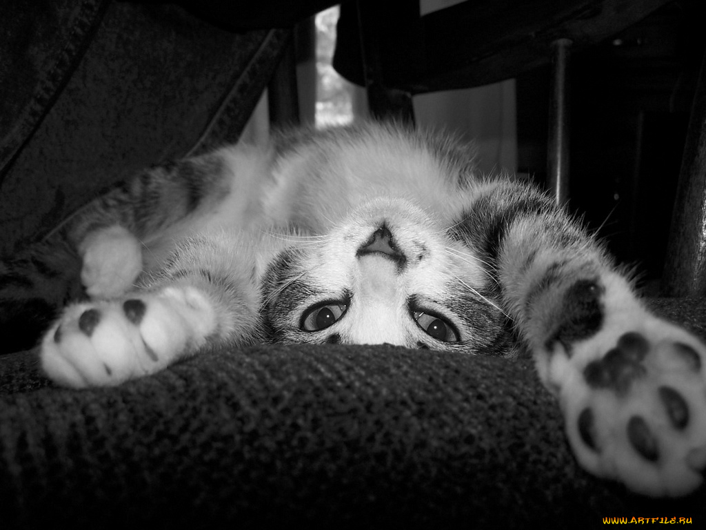 животные, коты