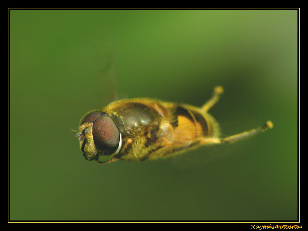 животные, пчелы, осы, шмели