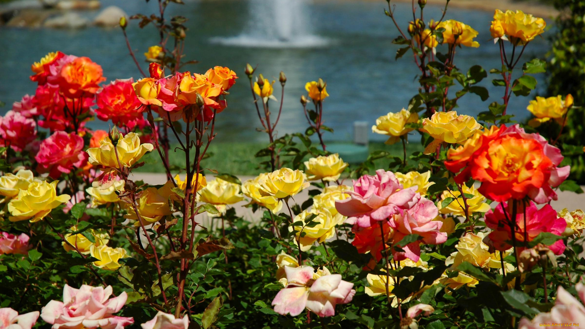 цветы, розы