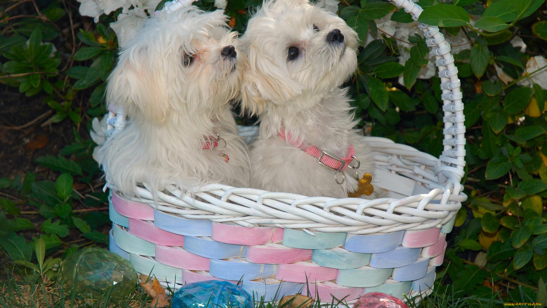 животные, собаки