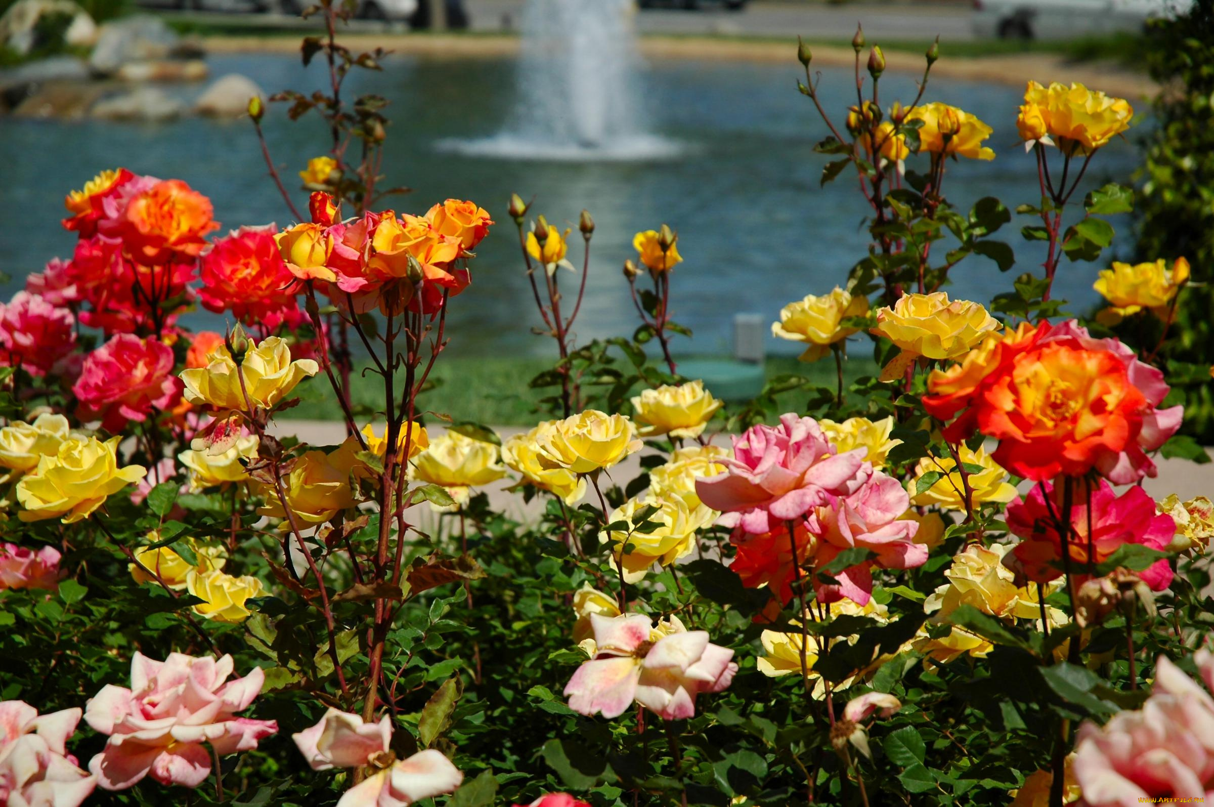 цветы, розы