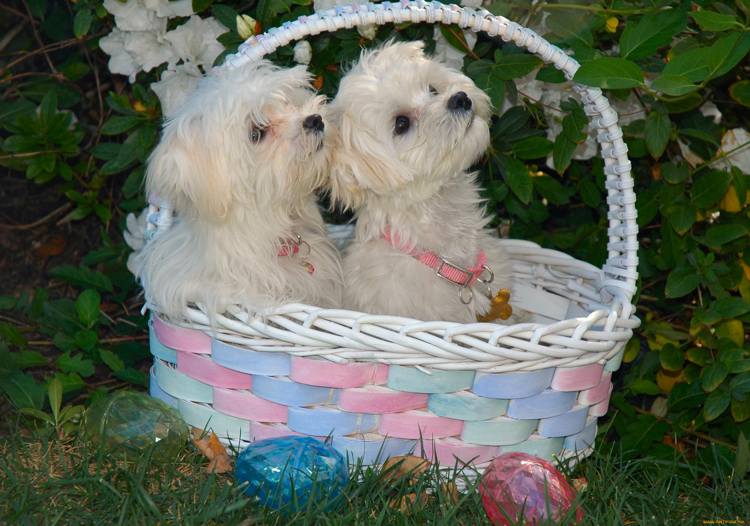 животные, собаки