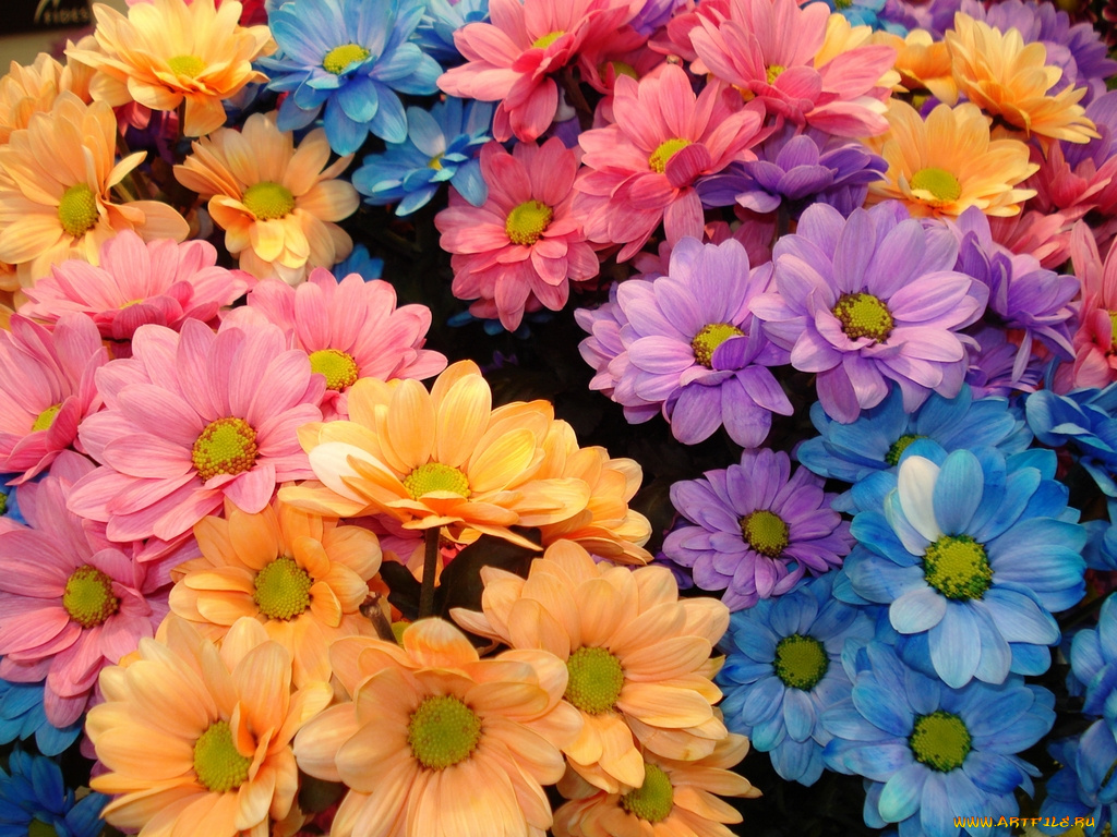 цветы, хризантемы