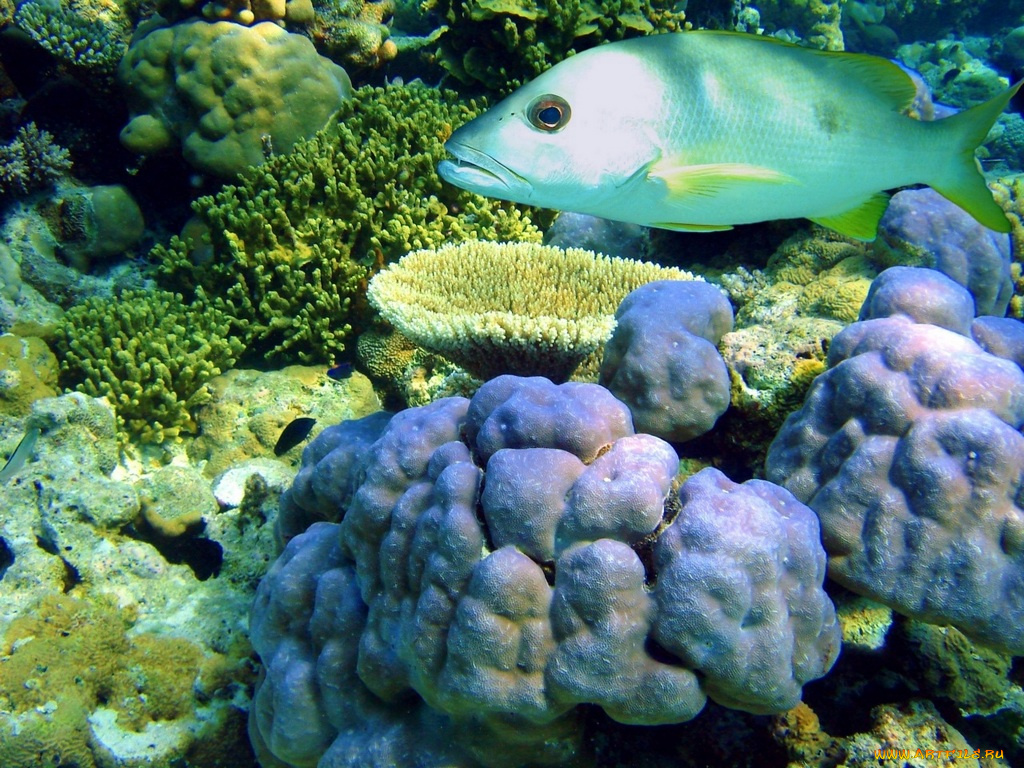 животные, рыбы