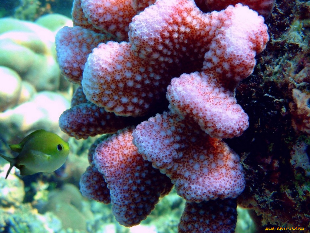 животные, рыбы