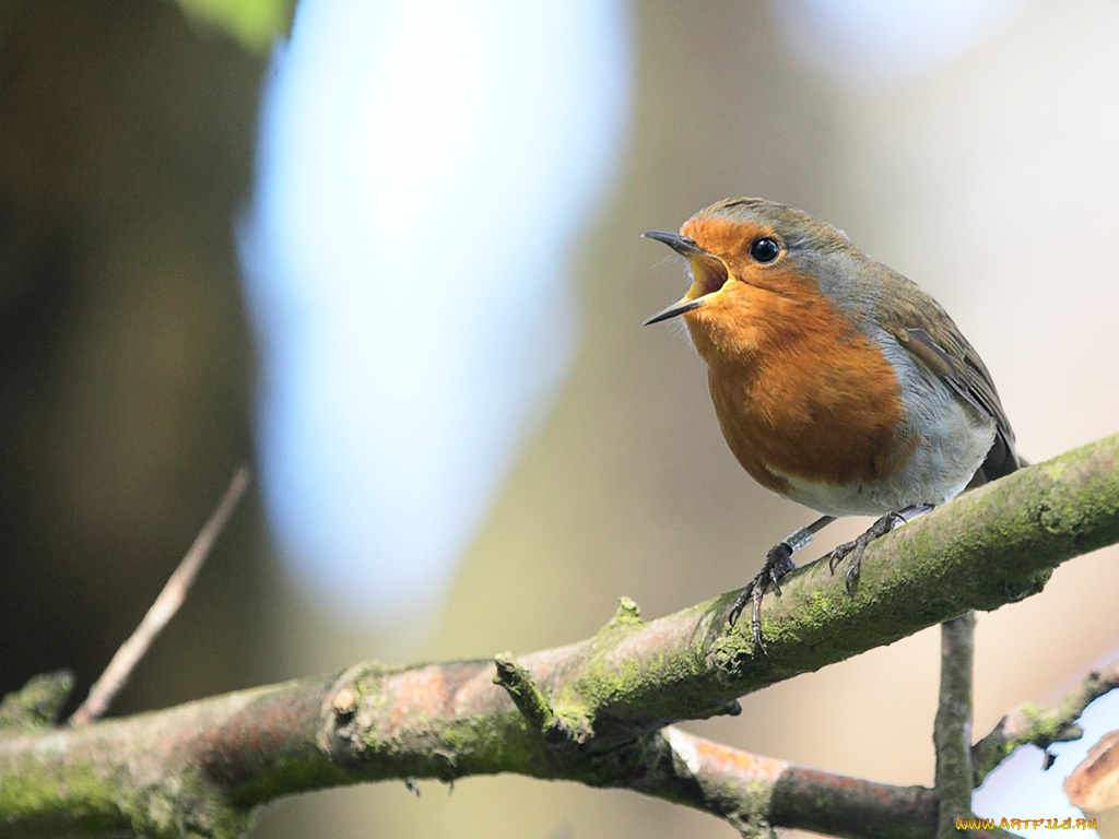 животные, зарянки, малиновки