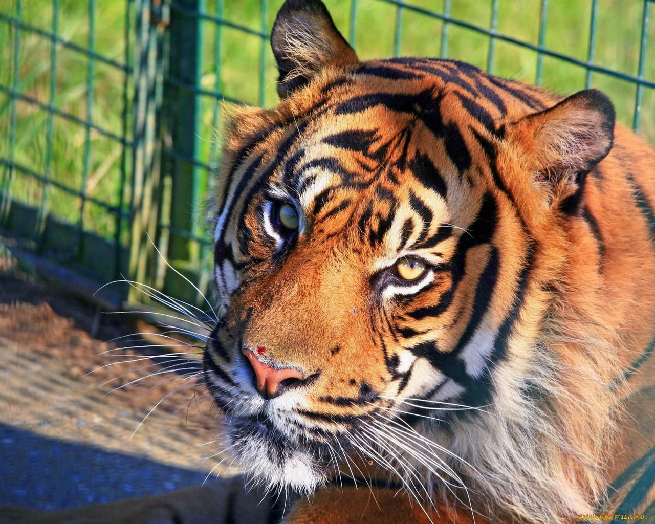 животные, тигры