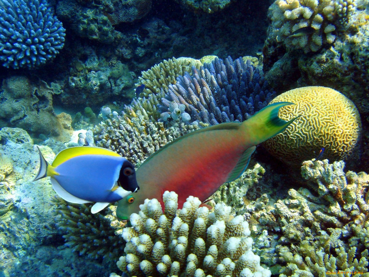 животные, рыбы