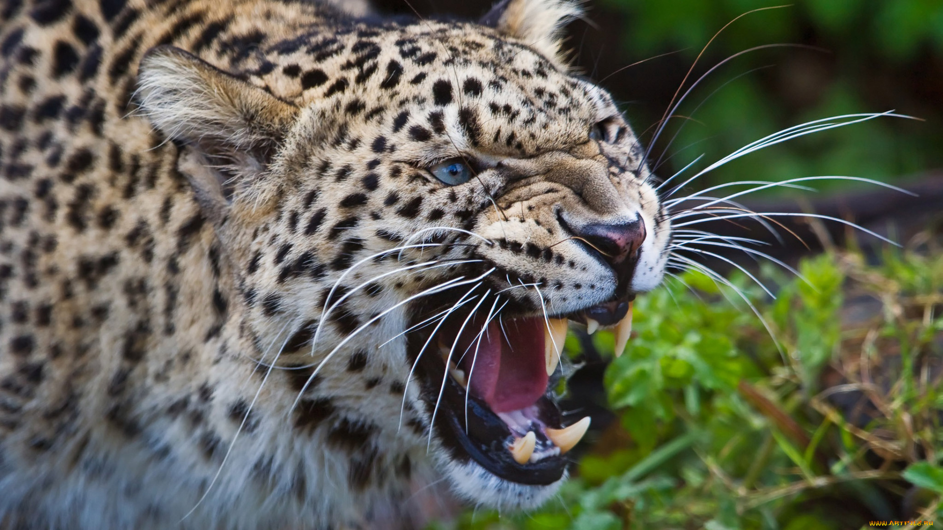 животные, леопарды