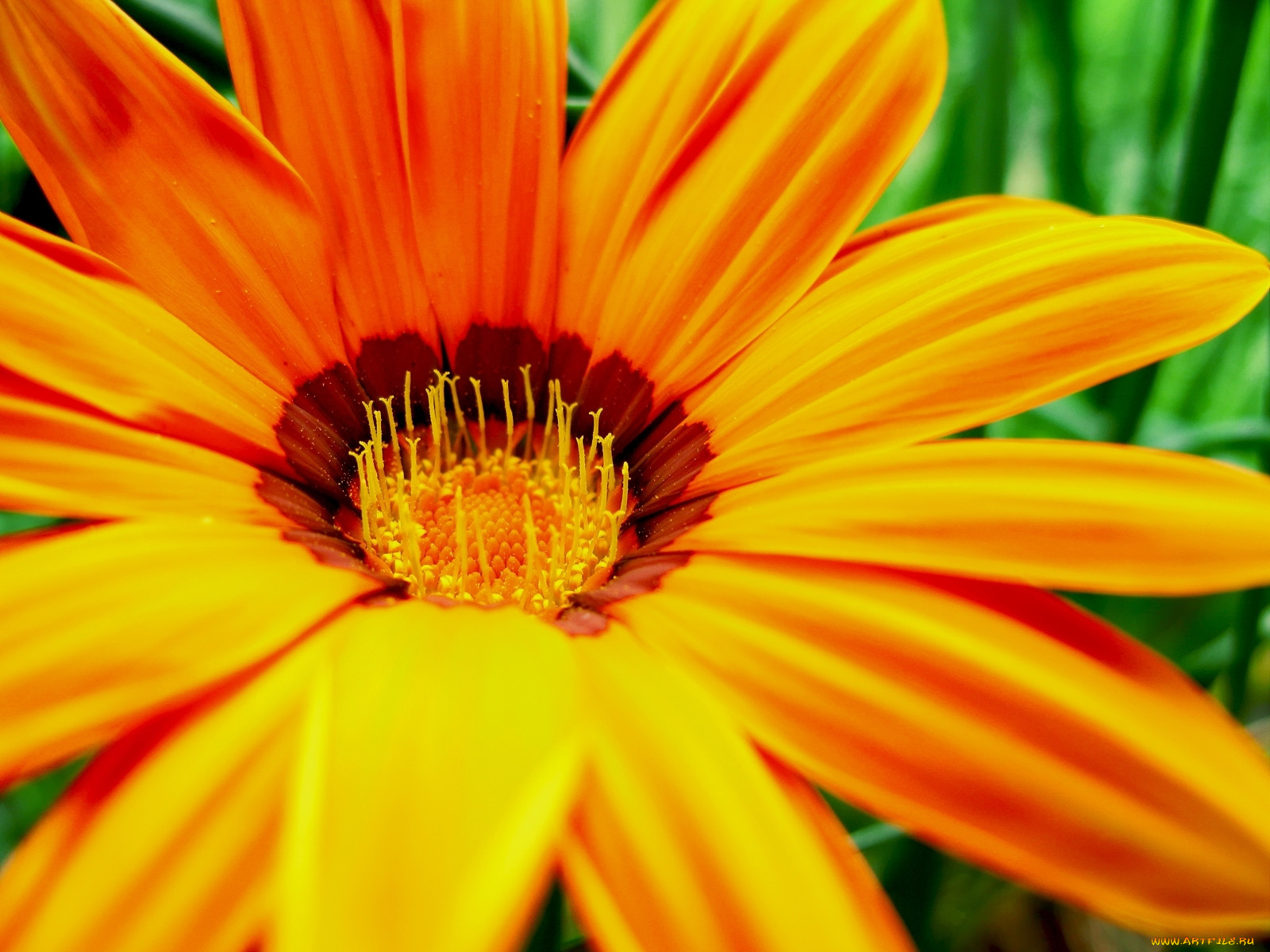 цветы, газания