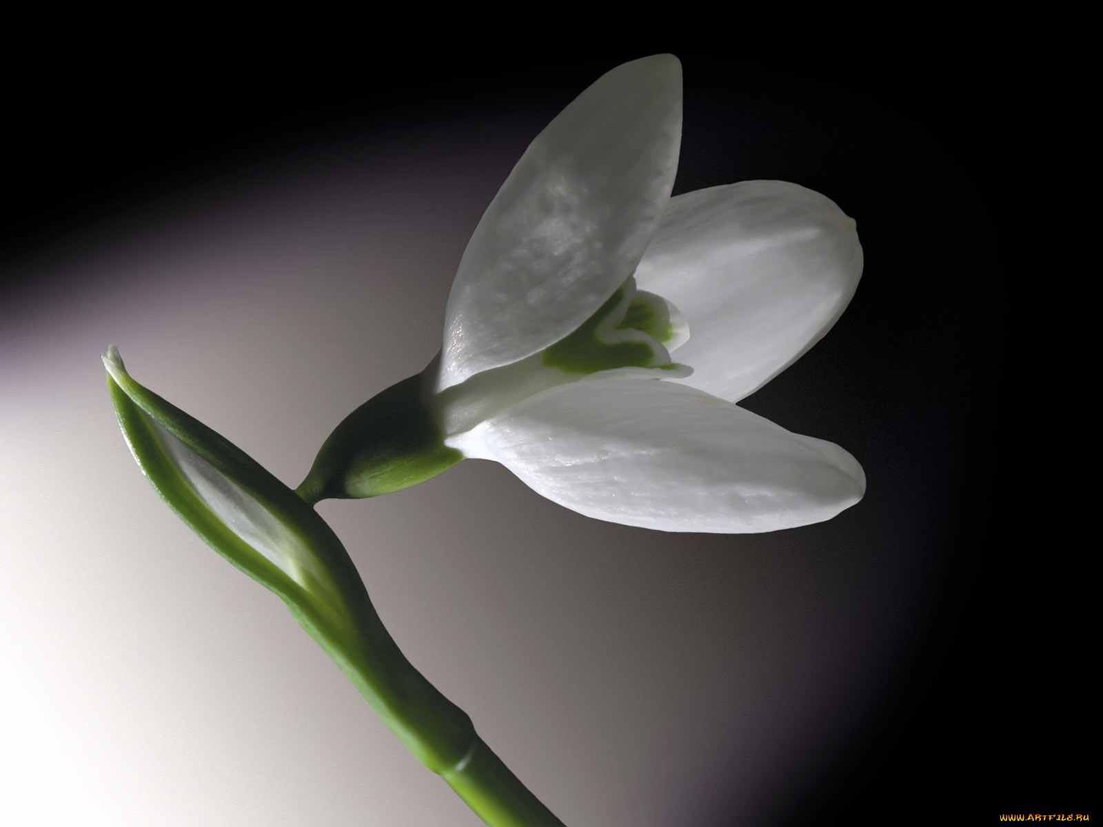 цветы, подснежники, белоцветник