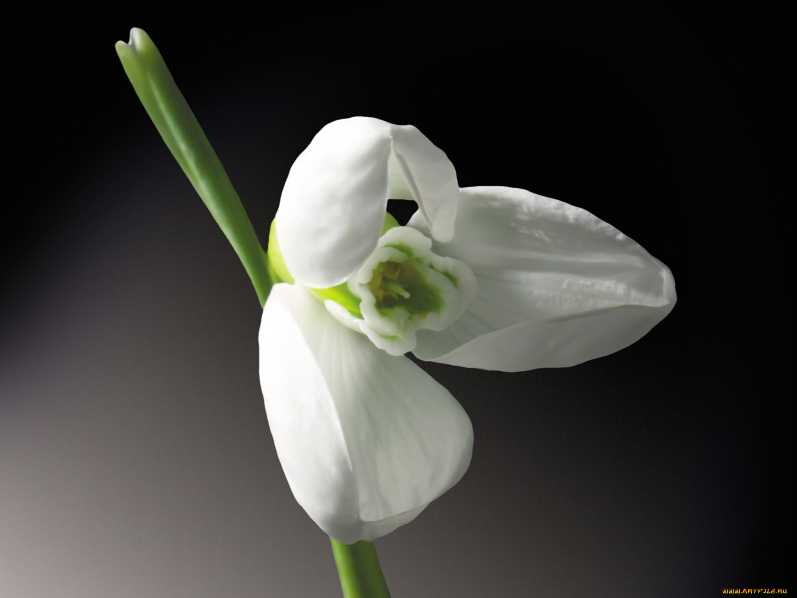 цветы, подснежники, белоцветник