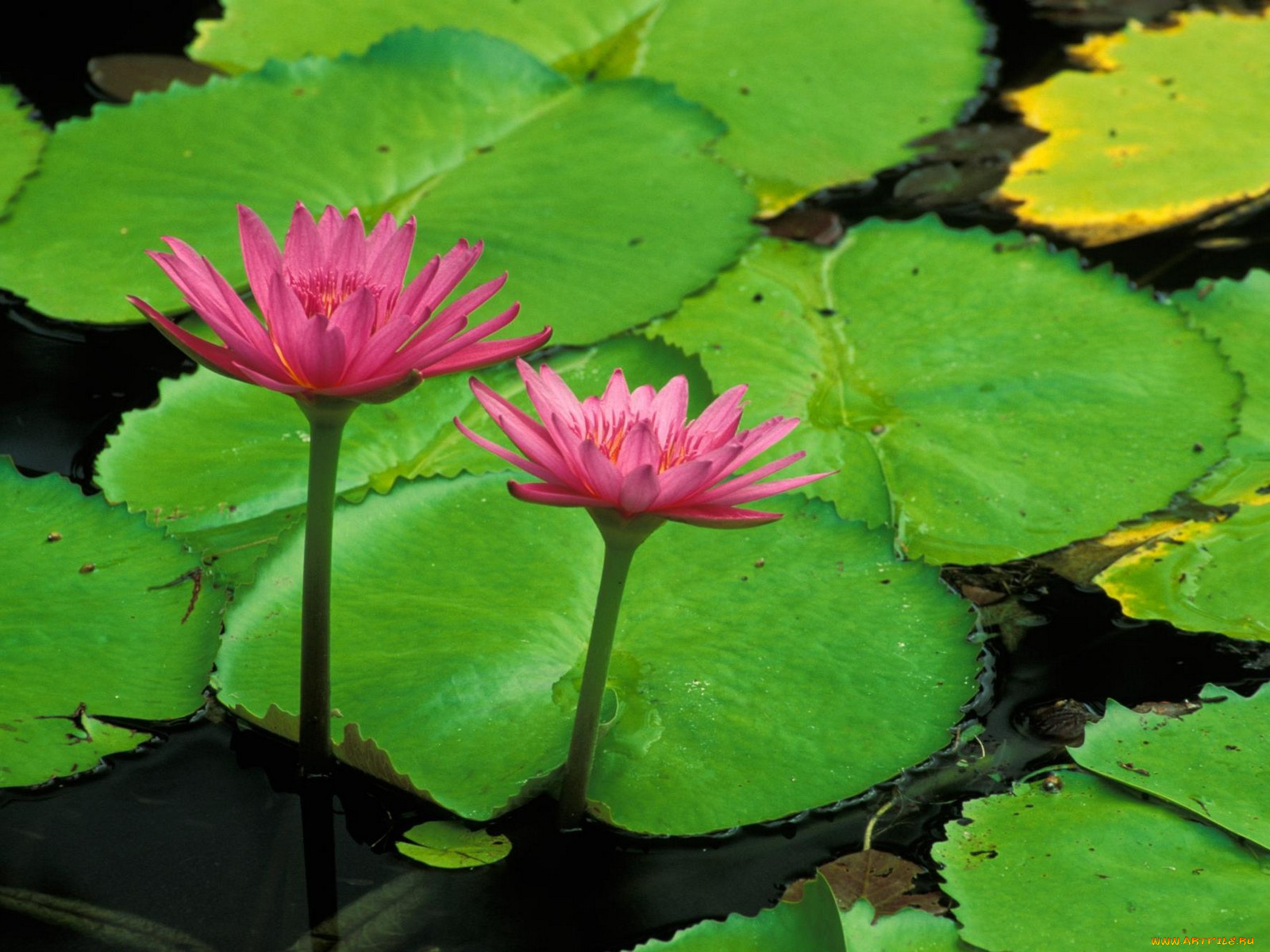 water, lily, helani, gardens, maui, цветы, лилии, водяные, нимфеи, кувшинки