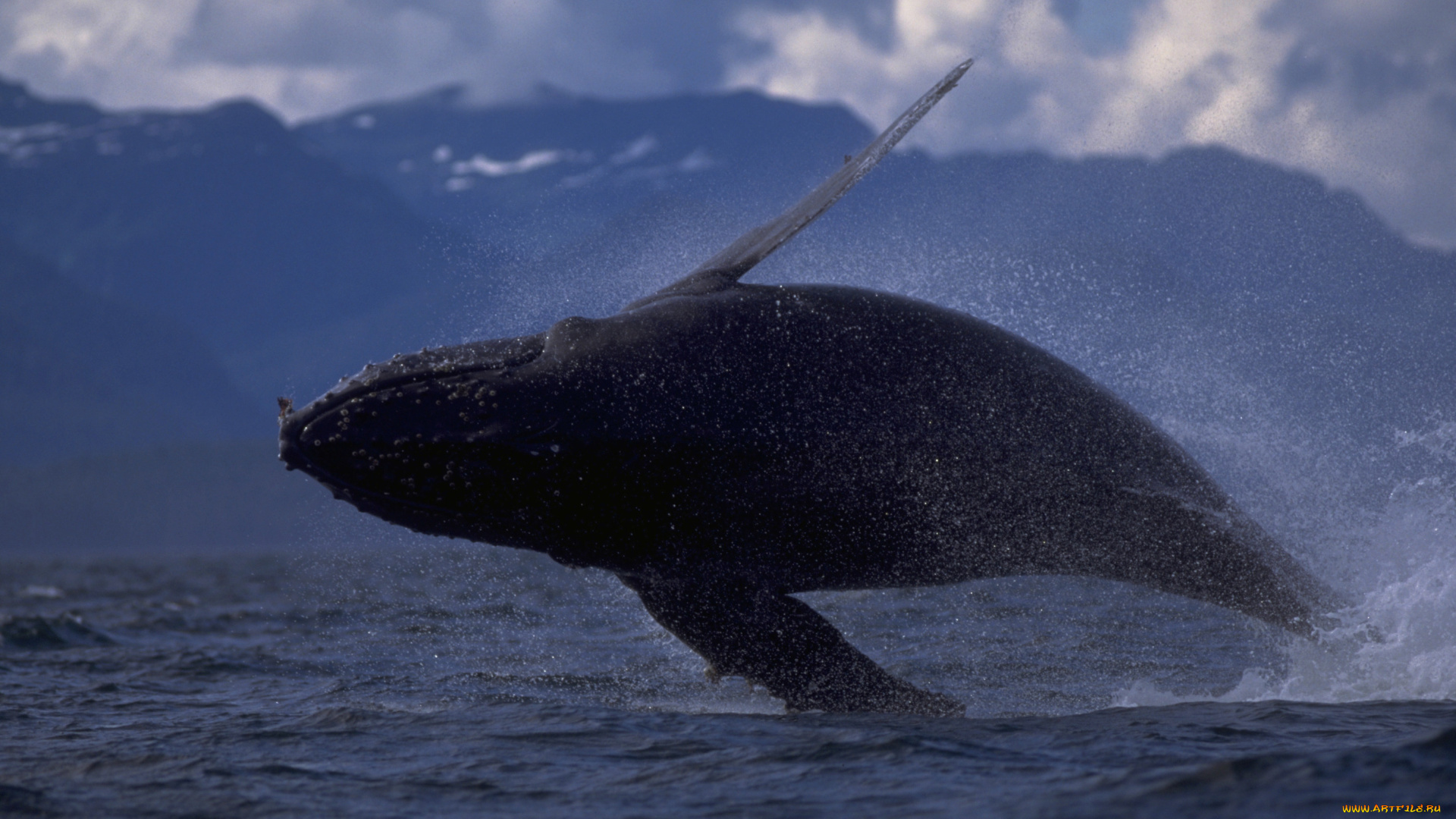 животные, киты, кашалоты