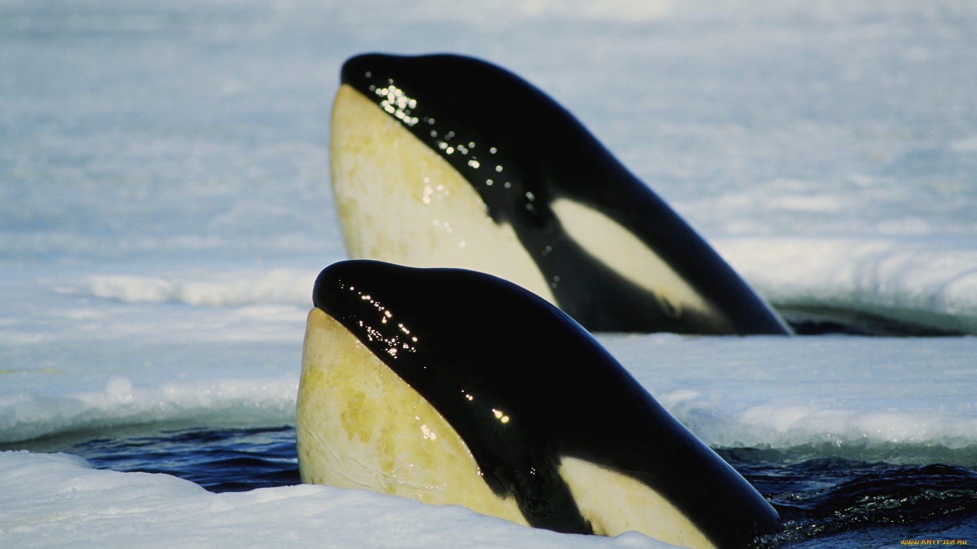 животные, косатки