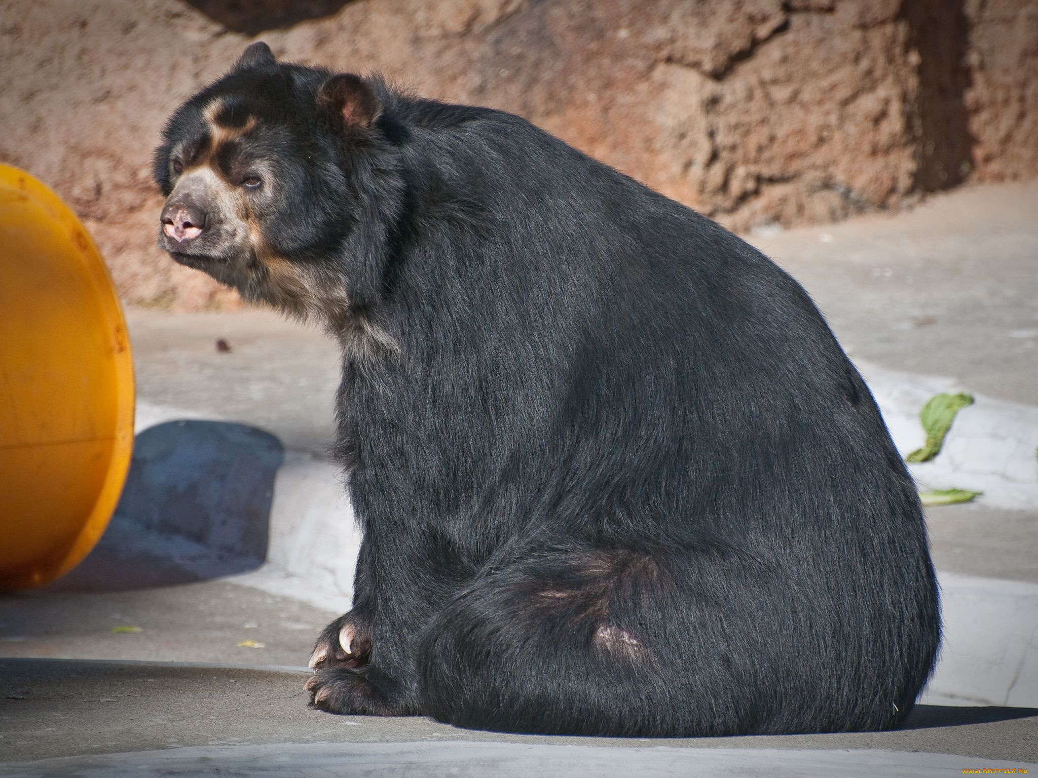 животные, медведи