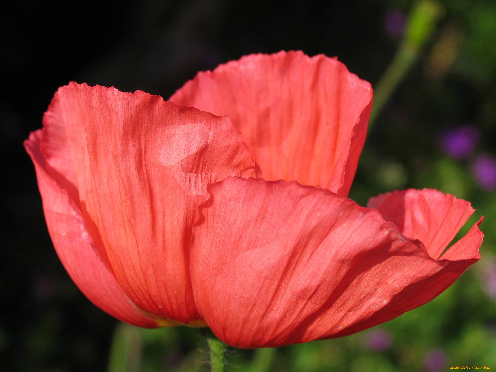 цветы, маки