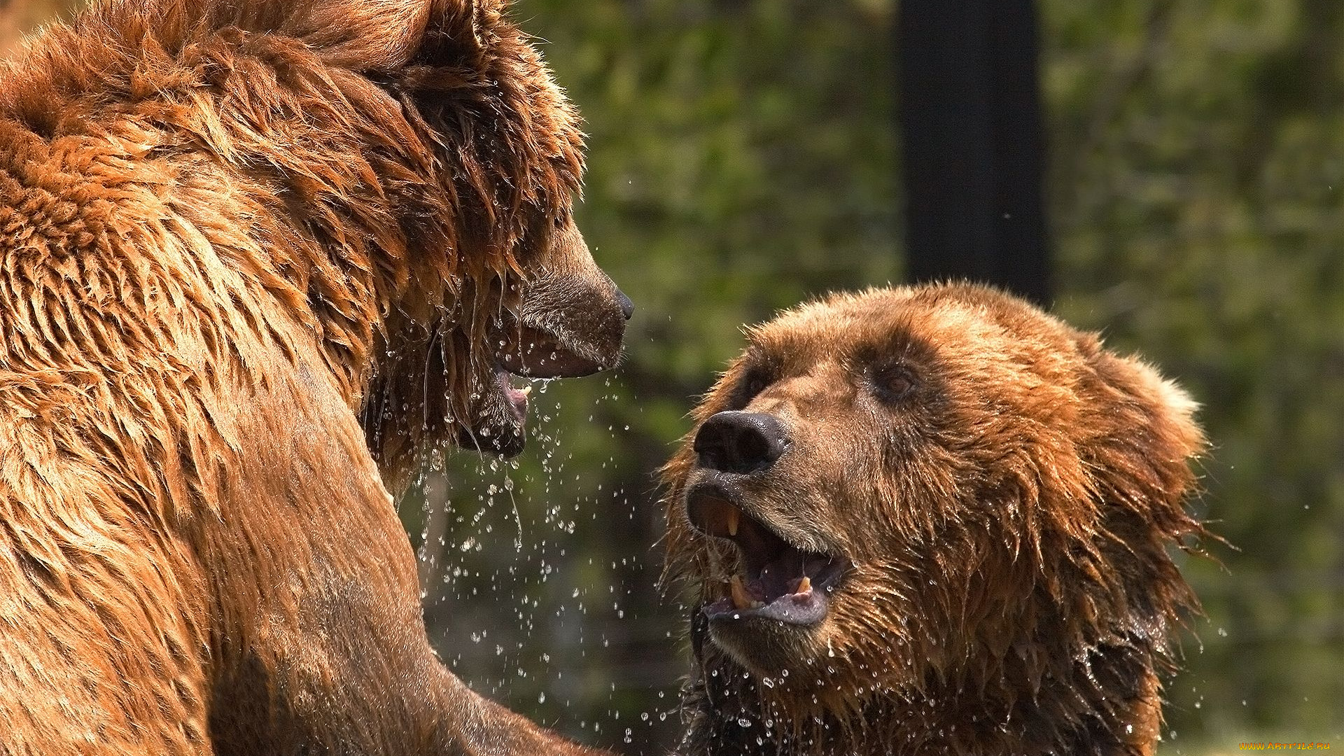 животные, медведи