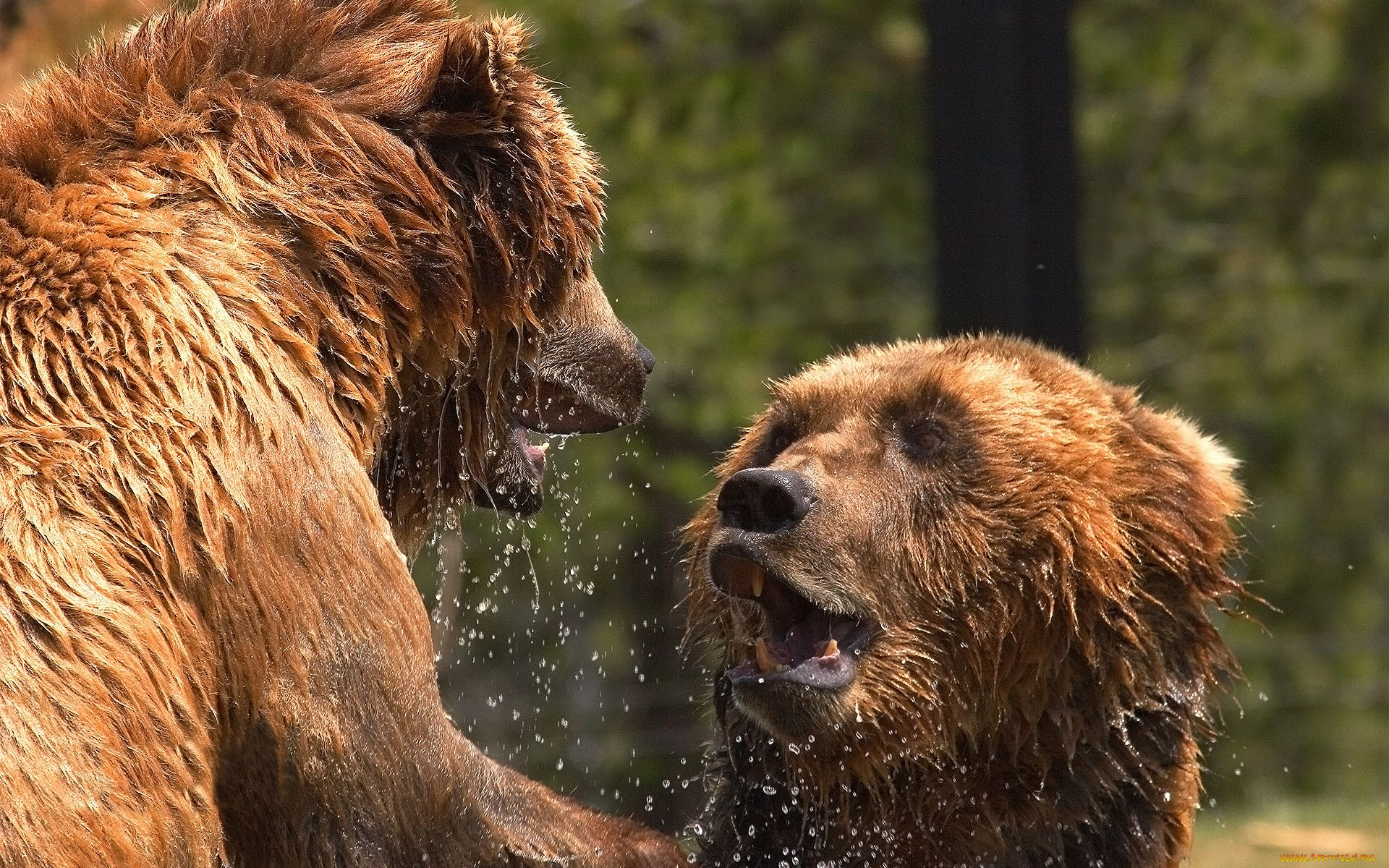 животные, медведи