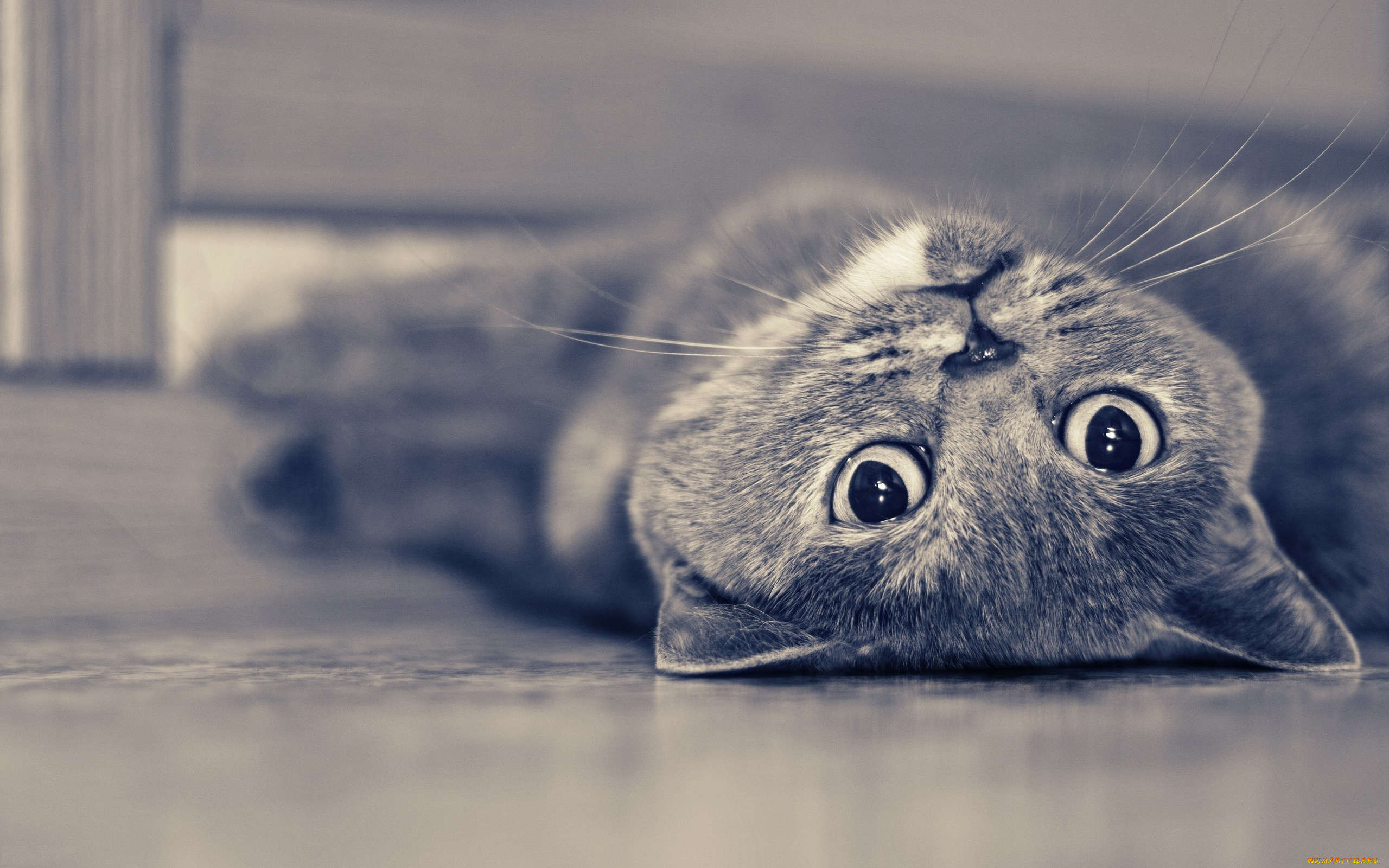 животные, коты