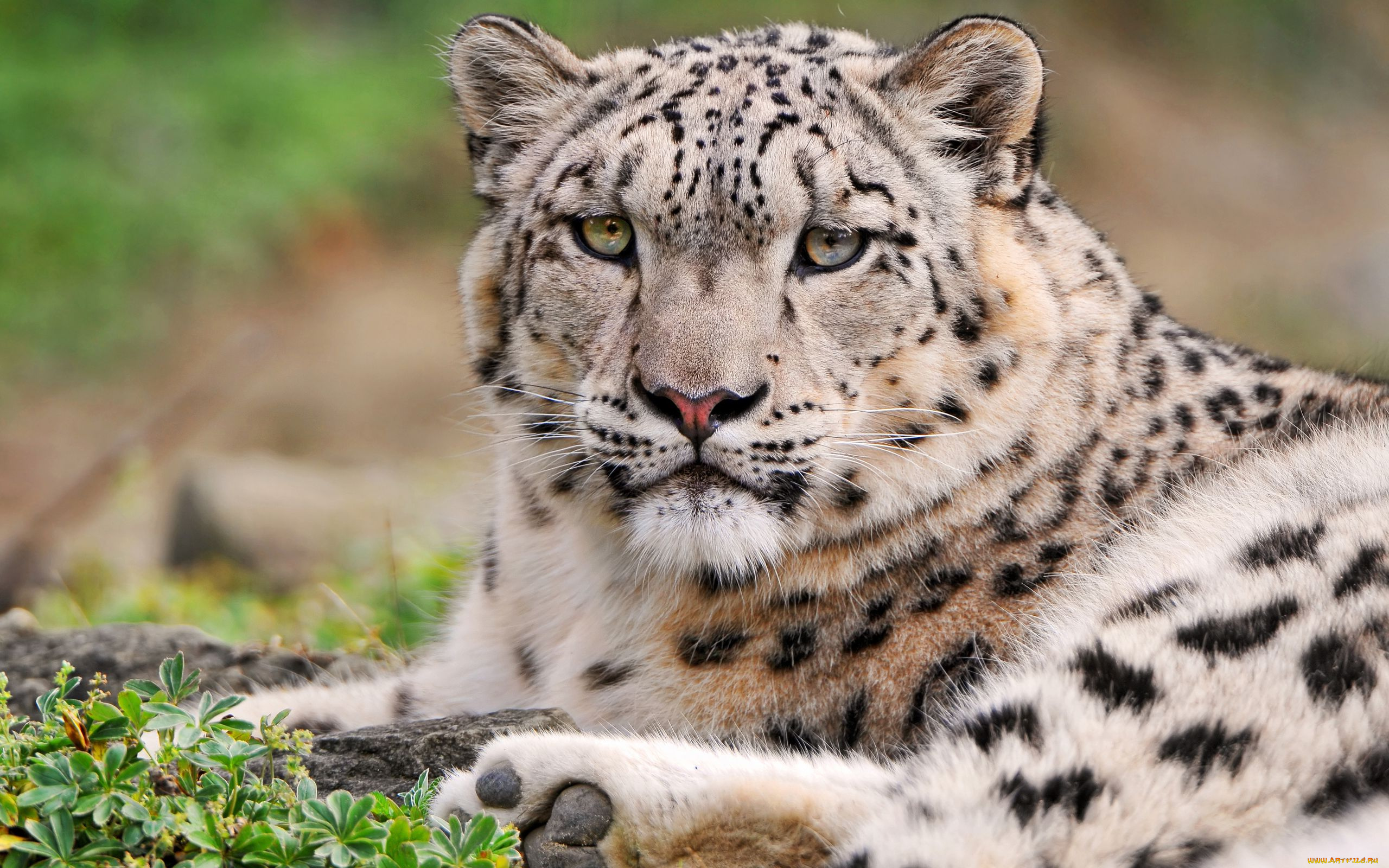 животные, снежный, барс, ирбис