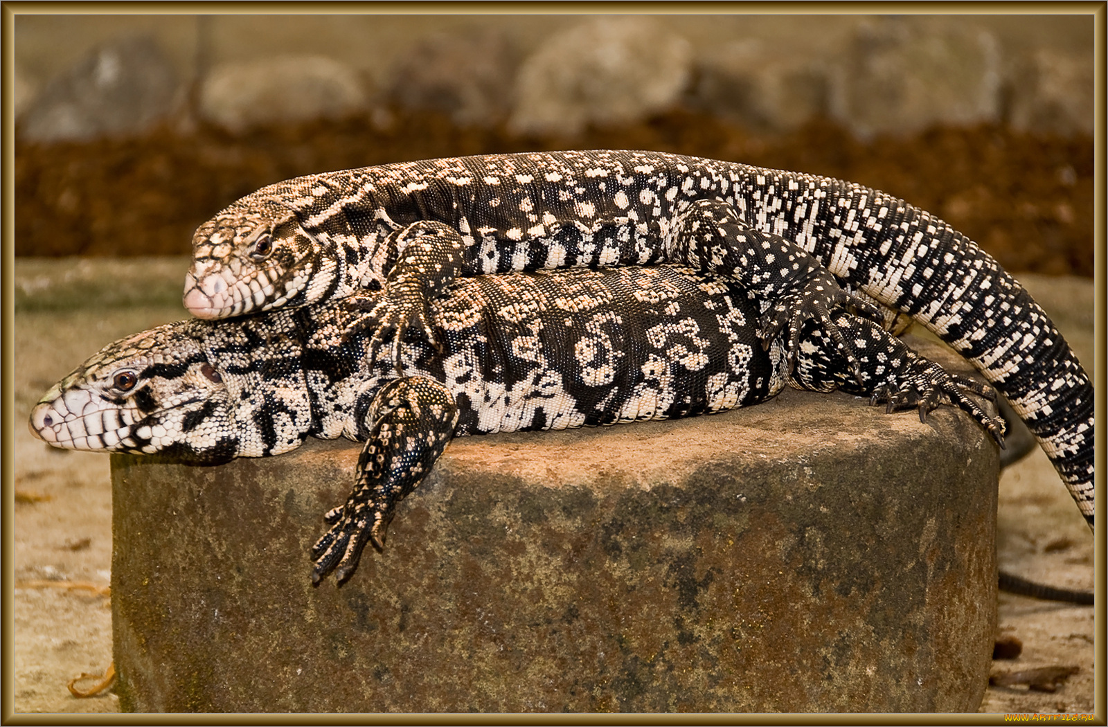 животные, Ящерицы, игуаны, вараны, ящерицы